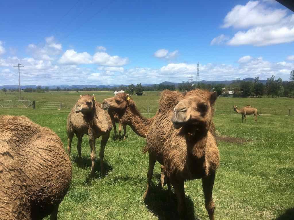 PDT Camel Farm - November 2022 Image -63632a657257c